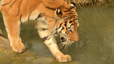 Amur-Tiger (5).jpg